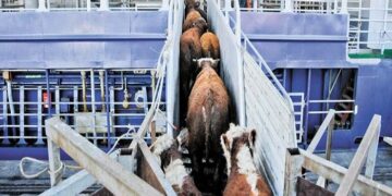Exportações de gado vivo batem recorde em 2025