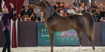Brasil sediará etapa do Campeonato Mundial do Cavalo Árabe com premiação de quase R$ 2 milhões