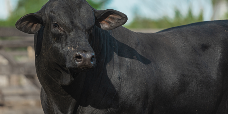Brangus apresenta Congresso Mundial da raça durante a 48ª Expointer