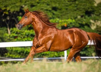 Famous Bullet é o novo garanhão chefe do Bedrig Ranch em parceria com o Haras Agae