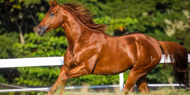 Famous Bullet é o novo garanhão chefe do Bedrig Ranch em parceria com o Haras Agae