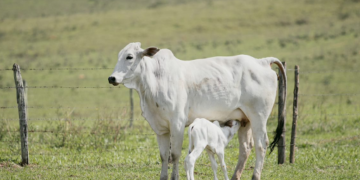 Mato Grosso registra alta nos abates, mas com menor participação de fêmeas