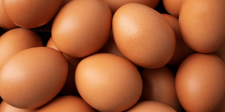 Exportações de ovos crescem 304,7% em julho