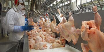 Exportações de carne de frango fecham julho próximo de 400 mil tons