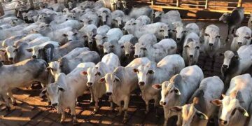 Abate de bovinos e produção leiteira aumentaram no segundo trimestre do ano