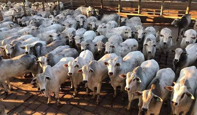 Abate de bovinos e produção leiteira aumentaram no segundo trimestre do ano