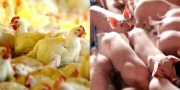 Azerbaijão abre mercado para termoprocessados e é nova oportunidade para aves e suínos do Brasil