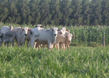 Preços de reposição sobem em São Paulo com demanda aquecida e oferta ajustada