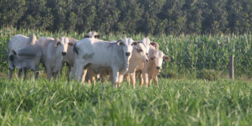 Preços de reposição sobem em São Paulo com demanda aquecida e oferta ajustada