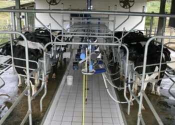 Brasil produziu a maior quantidade de leite já registrada na história em 2024