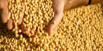 Cade decide manter Moratória da Soja até o fim do ano