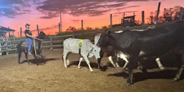 O Templo do Esporte Equestre de Trabalho em Campinas
