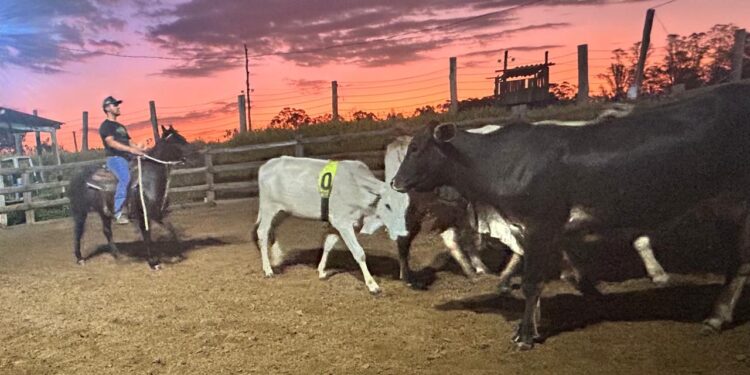 O Templo do Esporte Equestre de Trabalho em Campinas