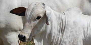 Falta de capim derruba preços no mercado de reposição