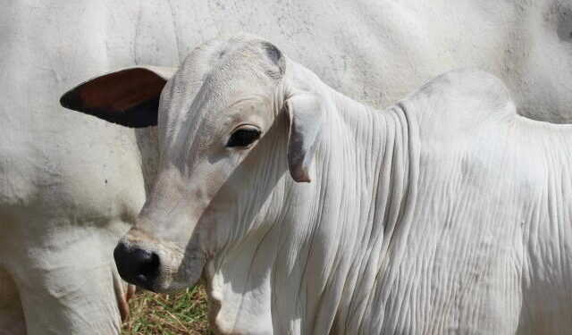Falta de capim derruba preços no mercado de reposição