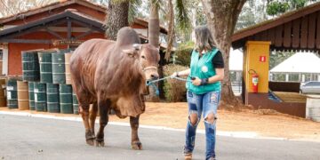 EXPO Rio Preto encerra primeira etapa com mais de mil animais em exposição e cerca de 46 mil visitantes
