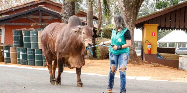 EXPO Rio Preto encerra primeira etapa com mais de mil animais em exposição e cerca de 46 mil visitantes