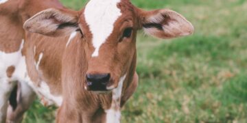 Reposição segue fraca; machos caem e fêmeas sobem, aponta Scot Consultoria