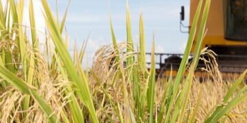 Preço do arroz atinge menor patamar em 14 anos e Federarroz busca soluções com o governo do RS