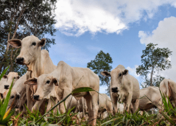 Preços da reposição sobem em São Paulo com expectativa de melhora dos pastos