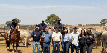 PMGZ Carne: abate de animais da ACN Agropecuária registra 25 arrobas aos 22 meses, superior à média dos frigoríficos