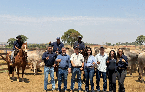 PMGZ Carne: abate de animais da ACN Agropecuária registra 25 arrobas aos 22 meses, superior à média dos frigoríficos