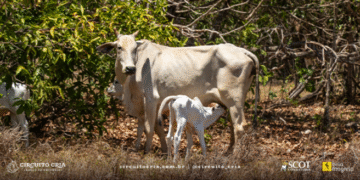 Circuito Cria – No Berço da Pecuária: uma jornada pelo coração da produção de bezerros no Brasil