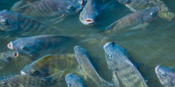 Setor reage à proposta de proibir cultivo de tilápia no Brasil