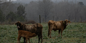 Tamanho do rebanho bovino dos EUA é o menor da história