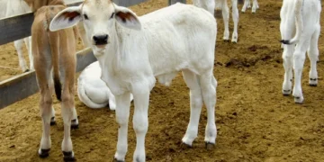 Boi Magro: mercado de reposição em São Paulo registra novas altas