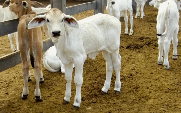 Boi Magro: mercado de reposição em São Paulo registra novas altas