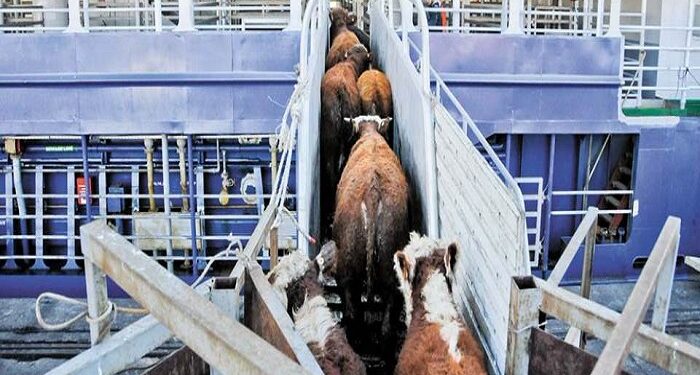 Exportação de gado vivo do Brasil cresce com forte demanda mundial