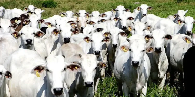 Oferta de carne no mercado interno reduz em setembro