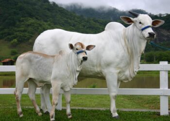 Abate de fêmeas cai pela primeira vez no ano