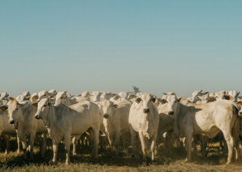 Benchmarking Confina Brasil 2025