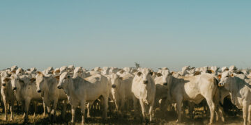 Benchmarking Confina Brasil 2025