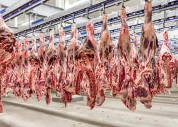 Exportações de carne bovina batem recorde em 2025 com forte dependência da China