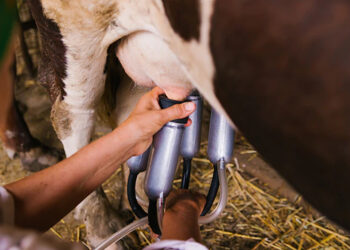 Com excesso de oferta, preço pago ao produtor de leite segue em queda