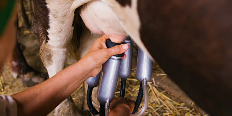 Com excesso de oferta, preço pago ao produtor de leite segue em queda