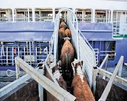 Exportações de gado vivo batem recorde em 2025