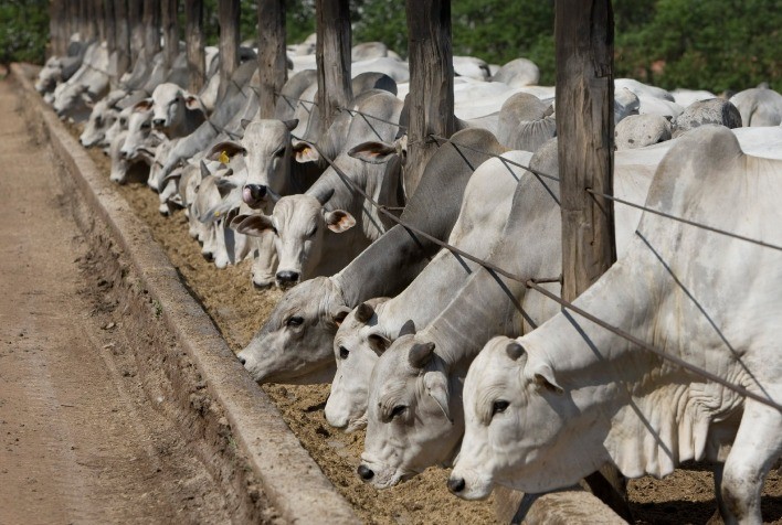 Abate de fêmeas recua e confirma virada do ciclo pecuário